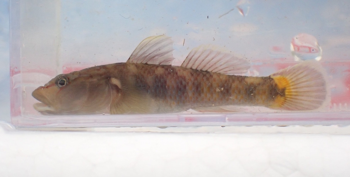トウヨシノボリ、茨城県