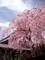 しだれ桜
