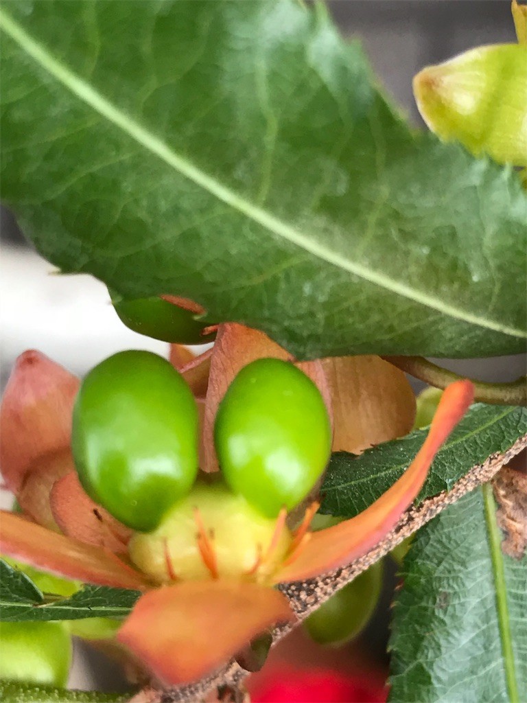 f:id:aiga:20190430223208j:image