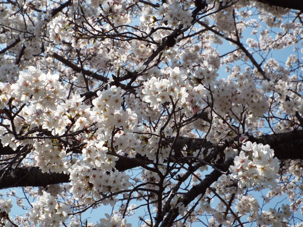 f:id:aigawa2007:20180328121649j:plain f:id:aigawa2007:20180328121649j:plain