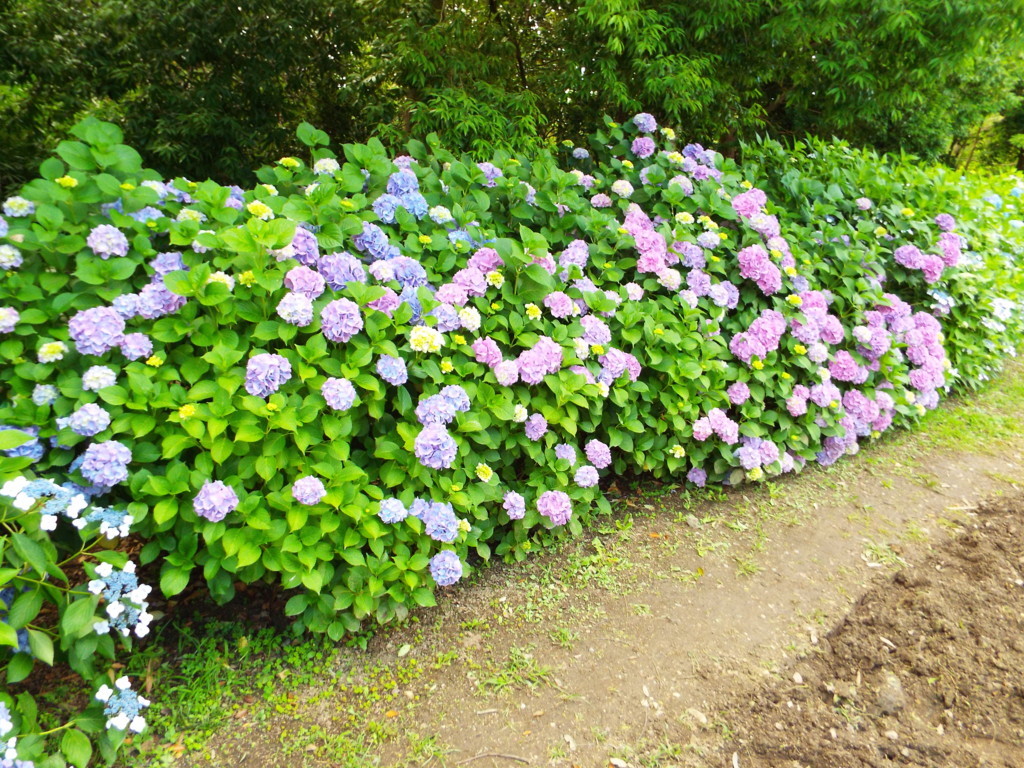 f:id:aigawa2007:20180613141802j:plain