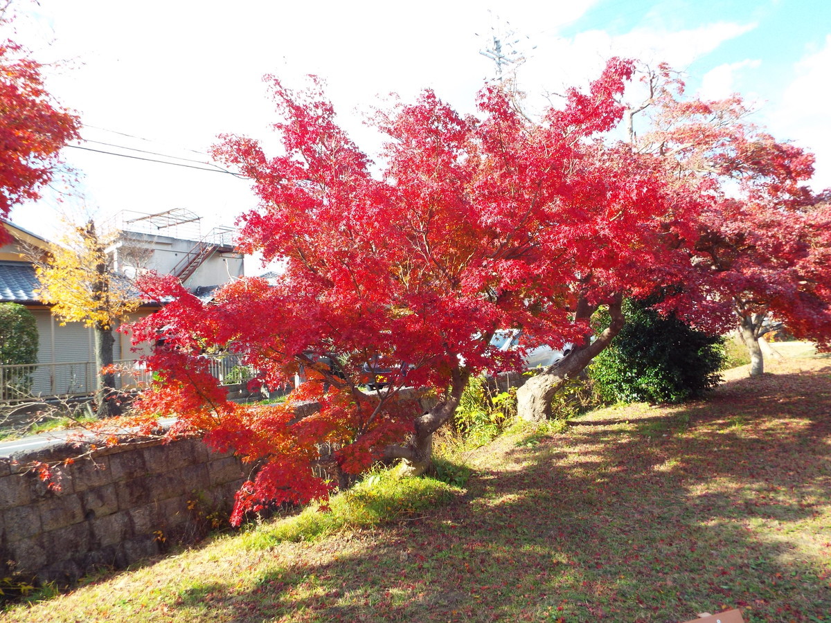f:id:aigawa2007:20191205125302j:plain f:id:aigawa2007:20191205125302j:plain