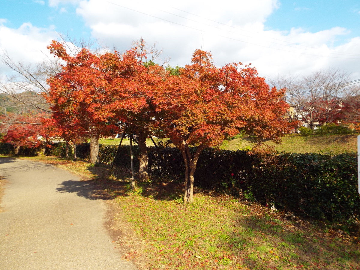 f:id:aigawa2007:20191205125306j:plain f:id:aigawa2007:20191205125306j:plain