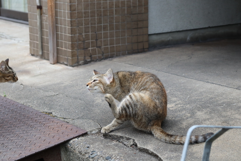 f:id:aihara_kazuki:20200924164442j:plain