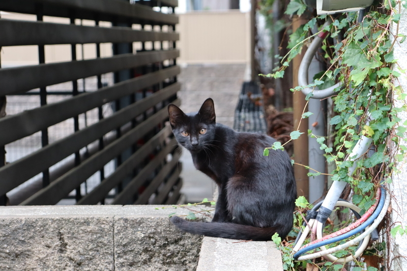 f:id:aihara_kazuki:20200924164525j:plain