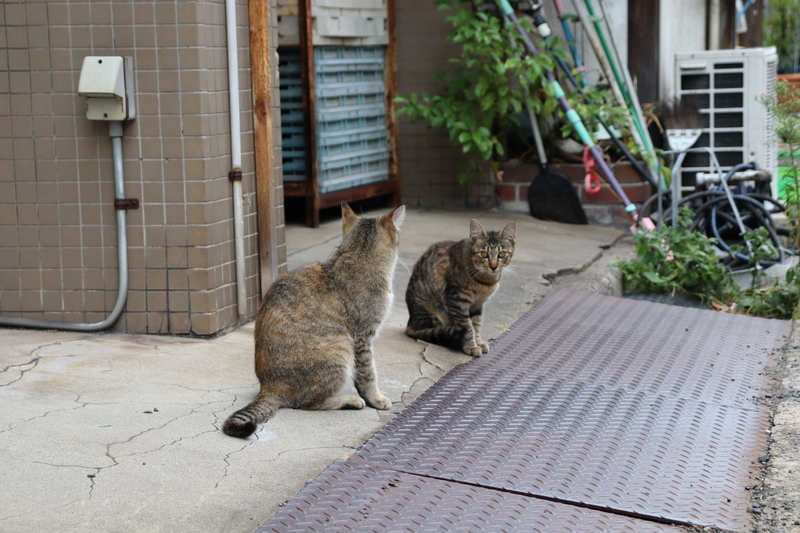 f:id:aihara_kazuki:20200924164542j:plain