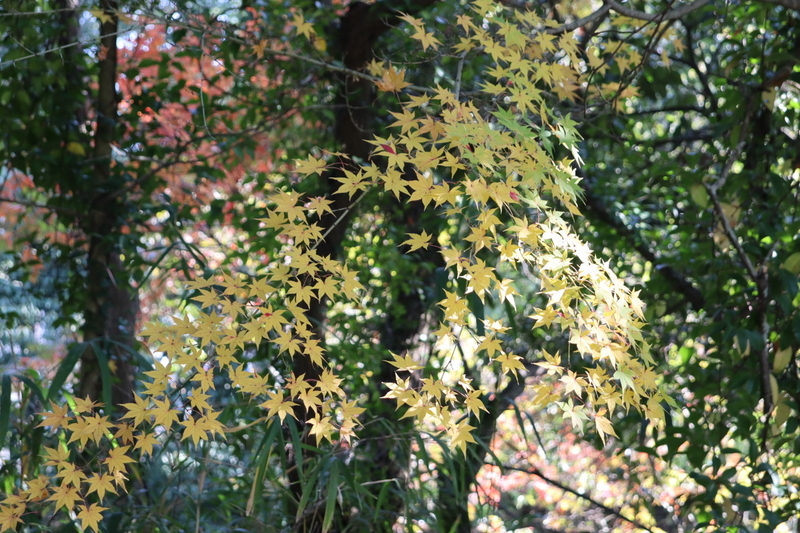 f:id:aihara_kazuki:20201206213307j:plain