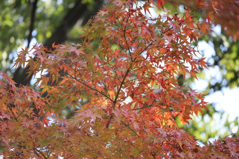 f:id:aihara_kazuki:20201206214156j:plain