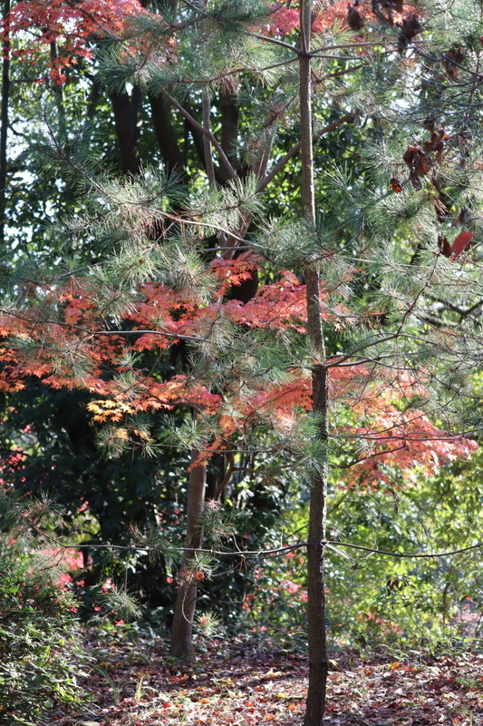 f:id:aihara_kazuki:20201206214202j:plain