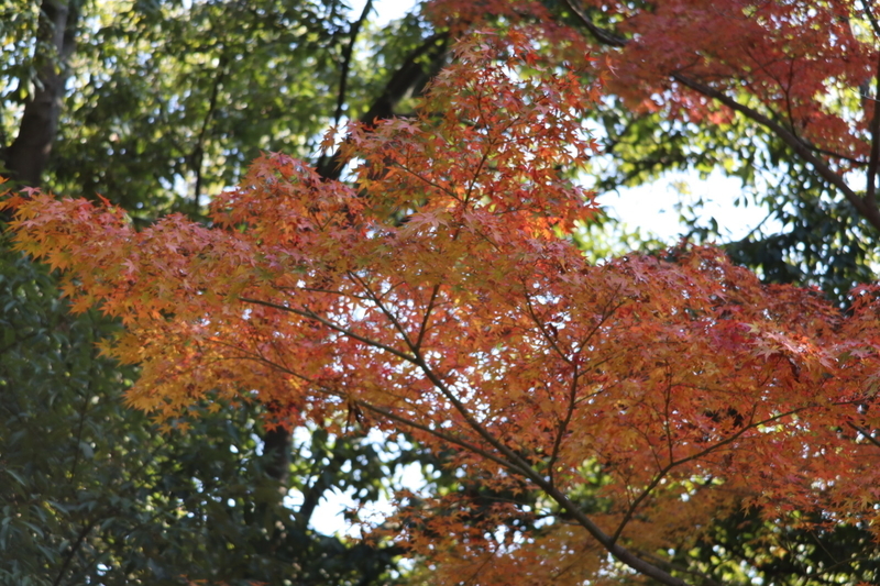 f:id:aihara_kazuki:20201206214207j:plain