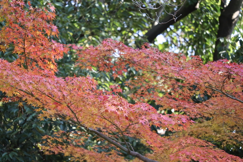 f:id:aihara_kazuki:20201206214220j:plain
