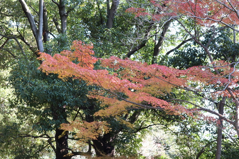 f:id:aihara_kazuki:20201206214233j:plain