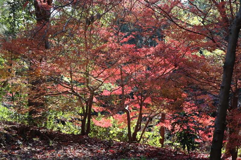 f:id:aihara_kazuki:20201206214245j:plain