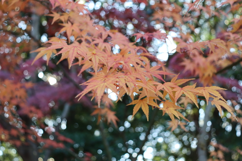 f:id:aihara_kazuki:20201206215035j:plain