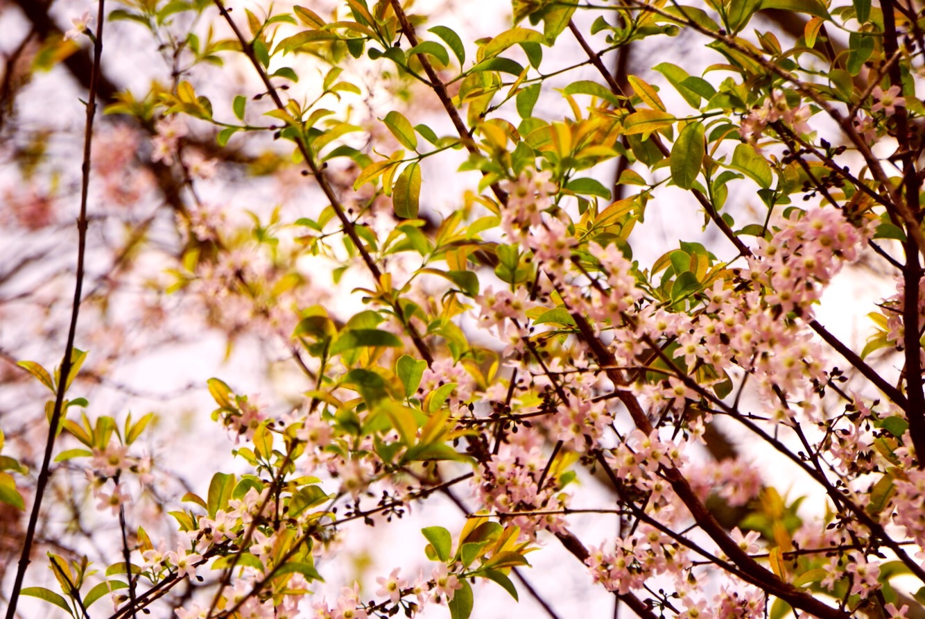 f:id:aiironokinomonogatari:20190320232729j:image f:id:aiironokinomonogatari:20190320232729j:image