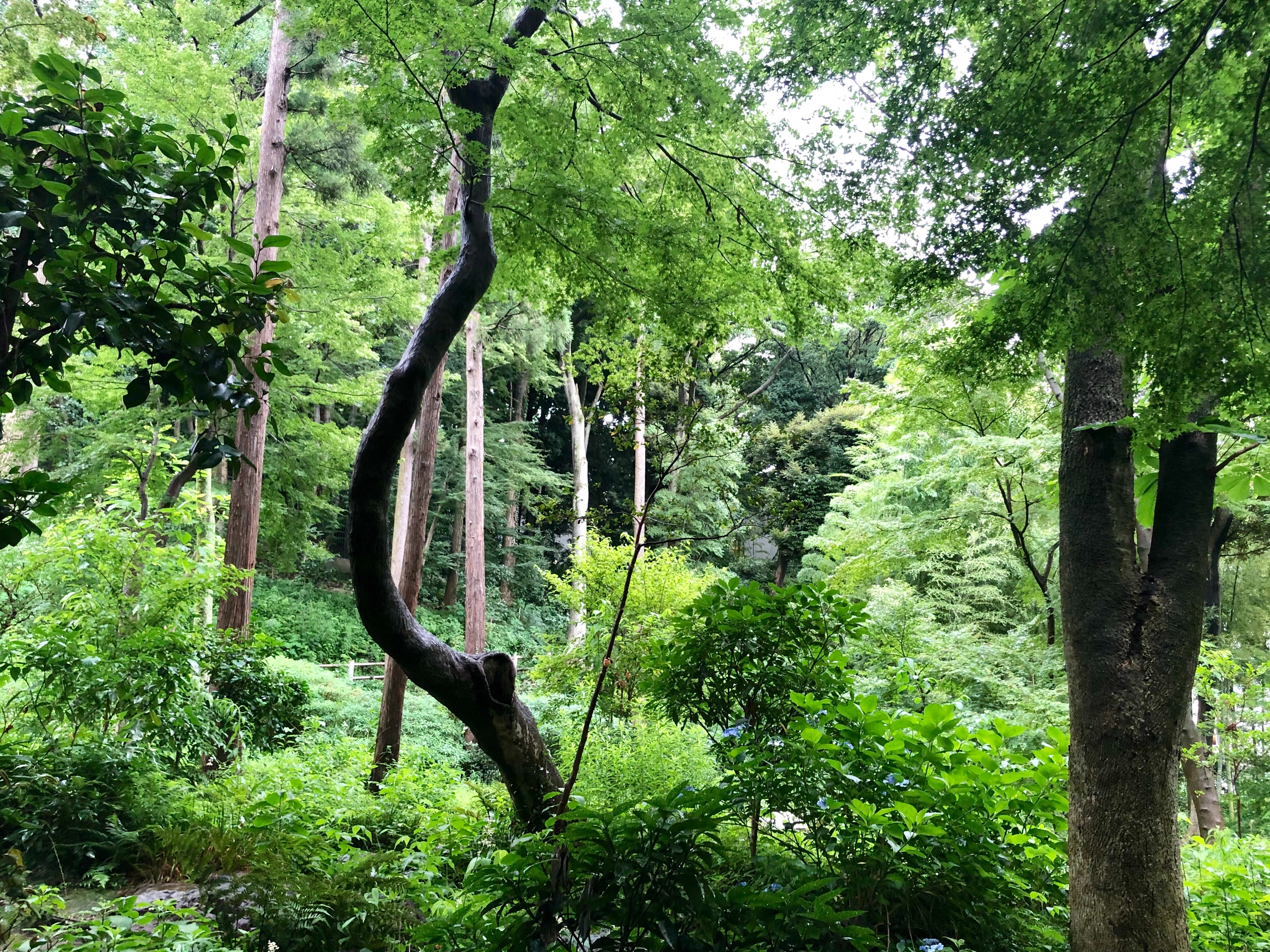 f:id:aiironokinomonogatari:20190704224544j:image f:id:aiironokinomonogatari:20190704224544j:image