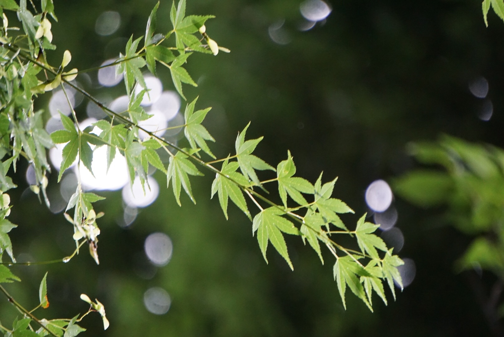 f:id:aiironokinomonogatari:20190723055833j:image f:id:aiironokinomonogatari:20190723055833j:image