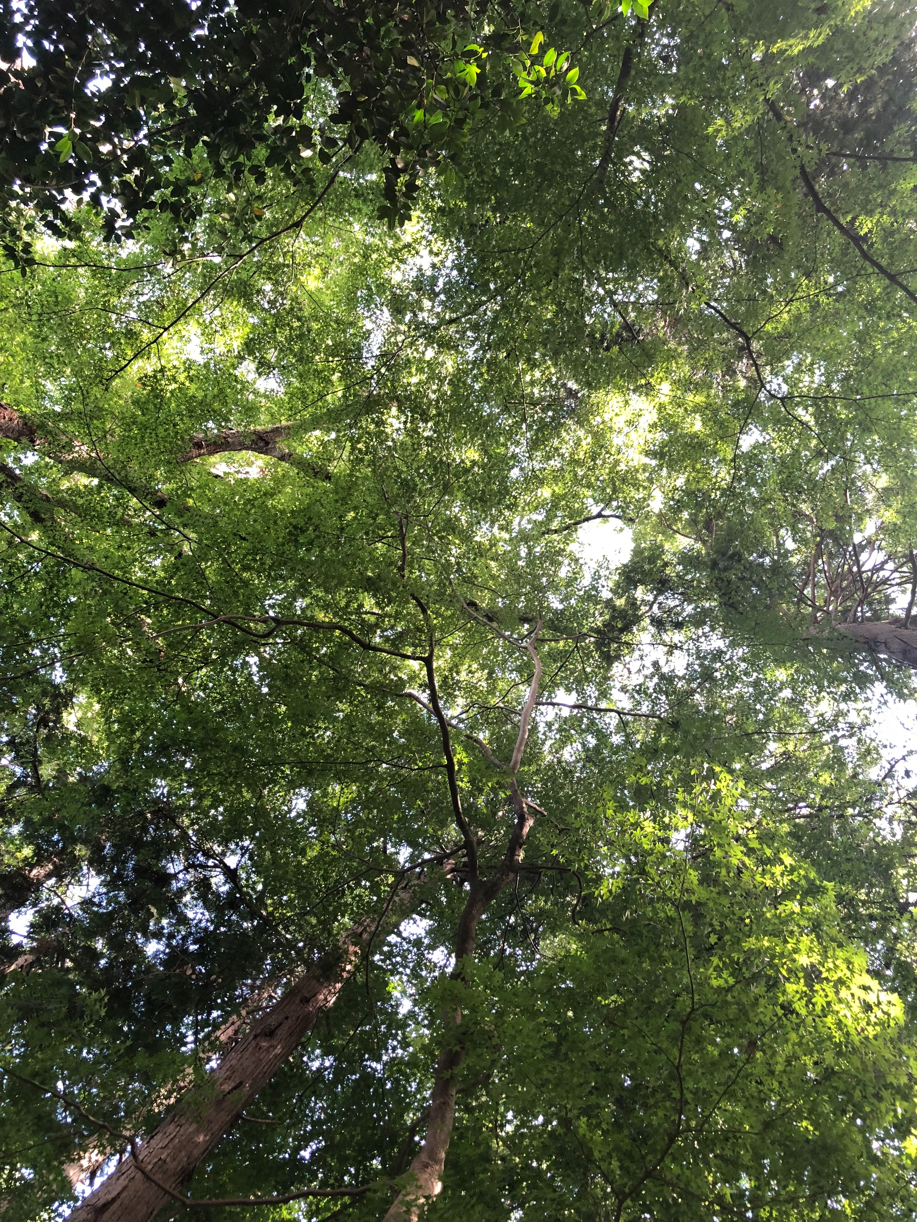 f:id:aiironokinomonogatari:20190830083355j:image f:id:aiironokinomonogatari:20190830083355j:image