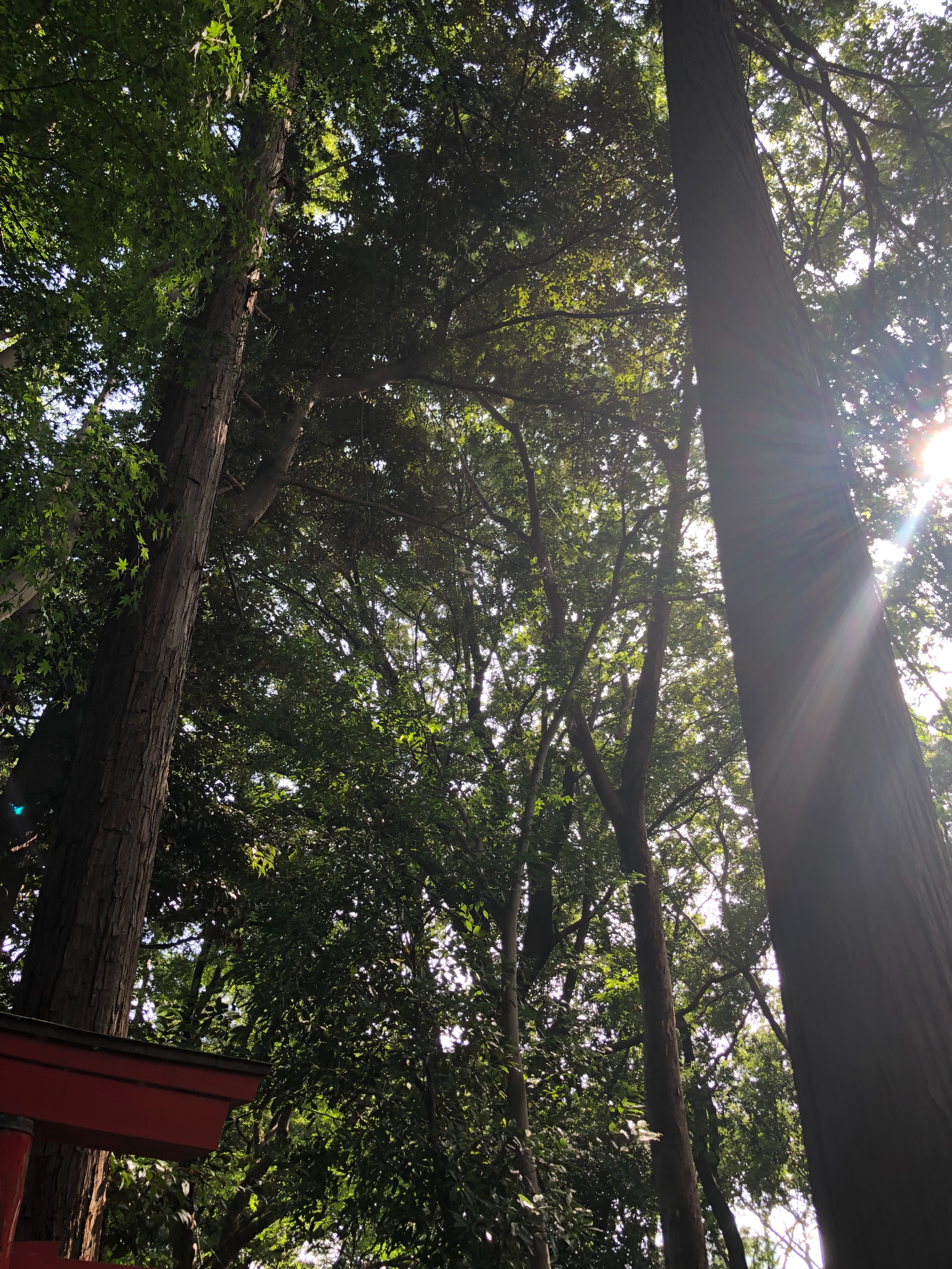 f:id:aiironokinomonogatari:20190901122150j:image f:id:aiironokinomonogatari:20190901122150j:image