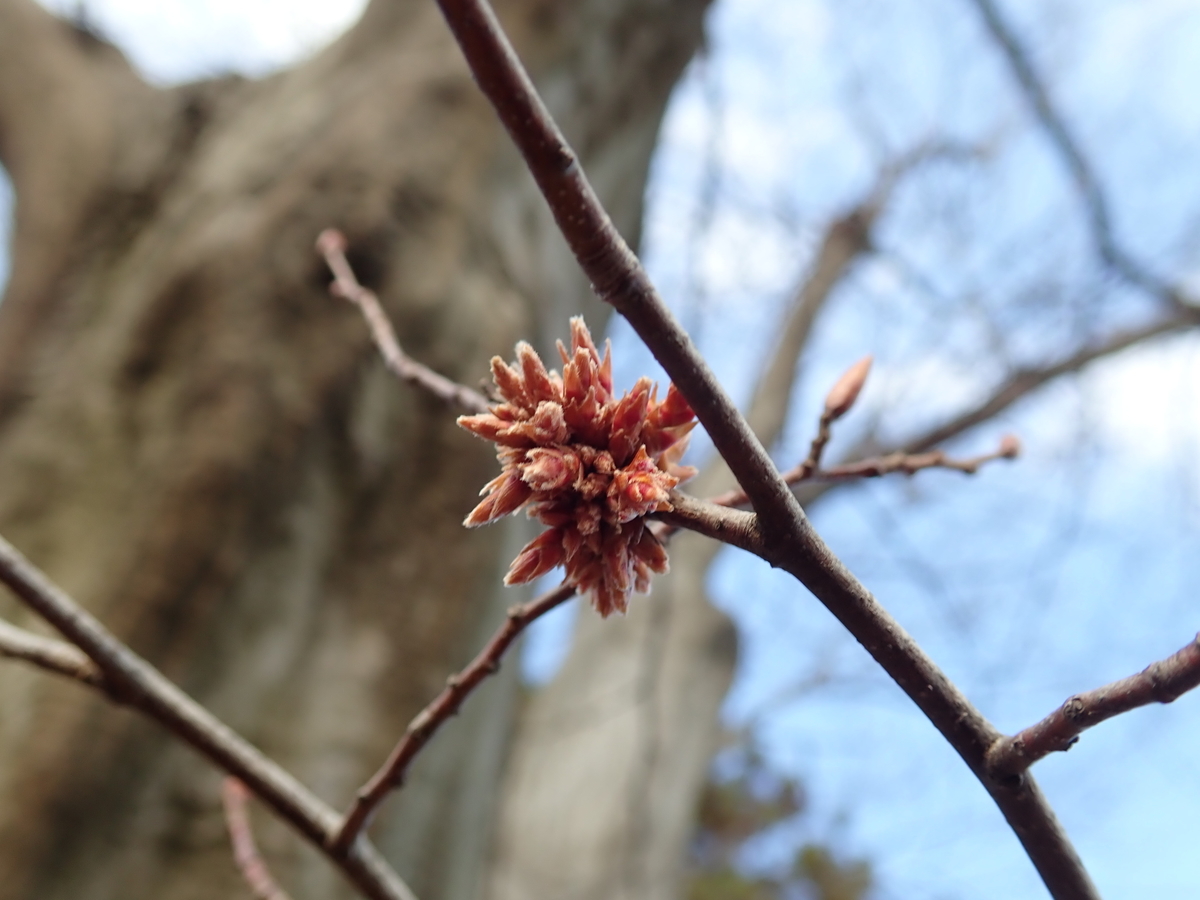 f:id:aikawa_park:20191220130710j:plain