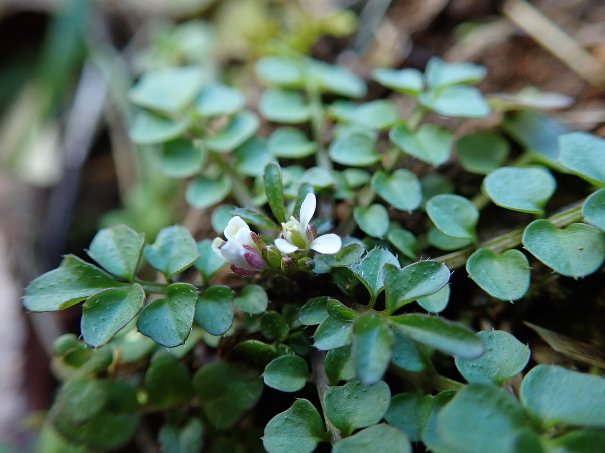 触れると破裂するタネツケバナの種 あいかわ公園自然観察ガイド