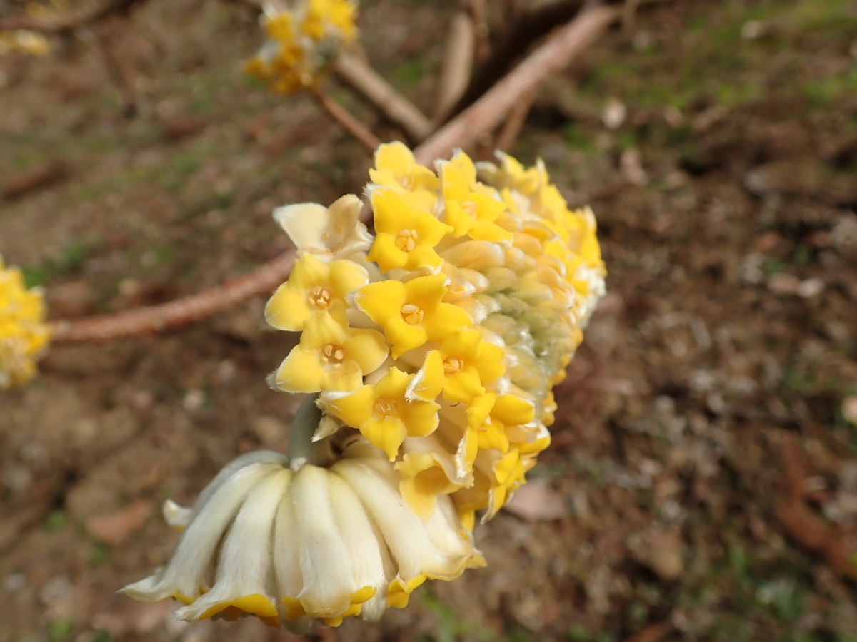 f:id:aikawa_park:20200215163917j:plain