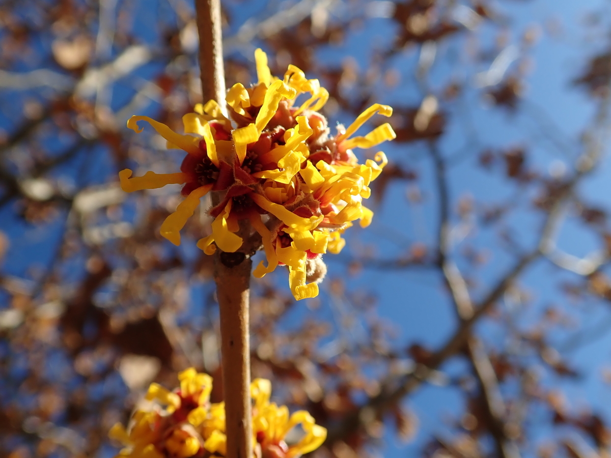 f:id:aikawa_park:20200215164239j:plain