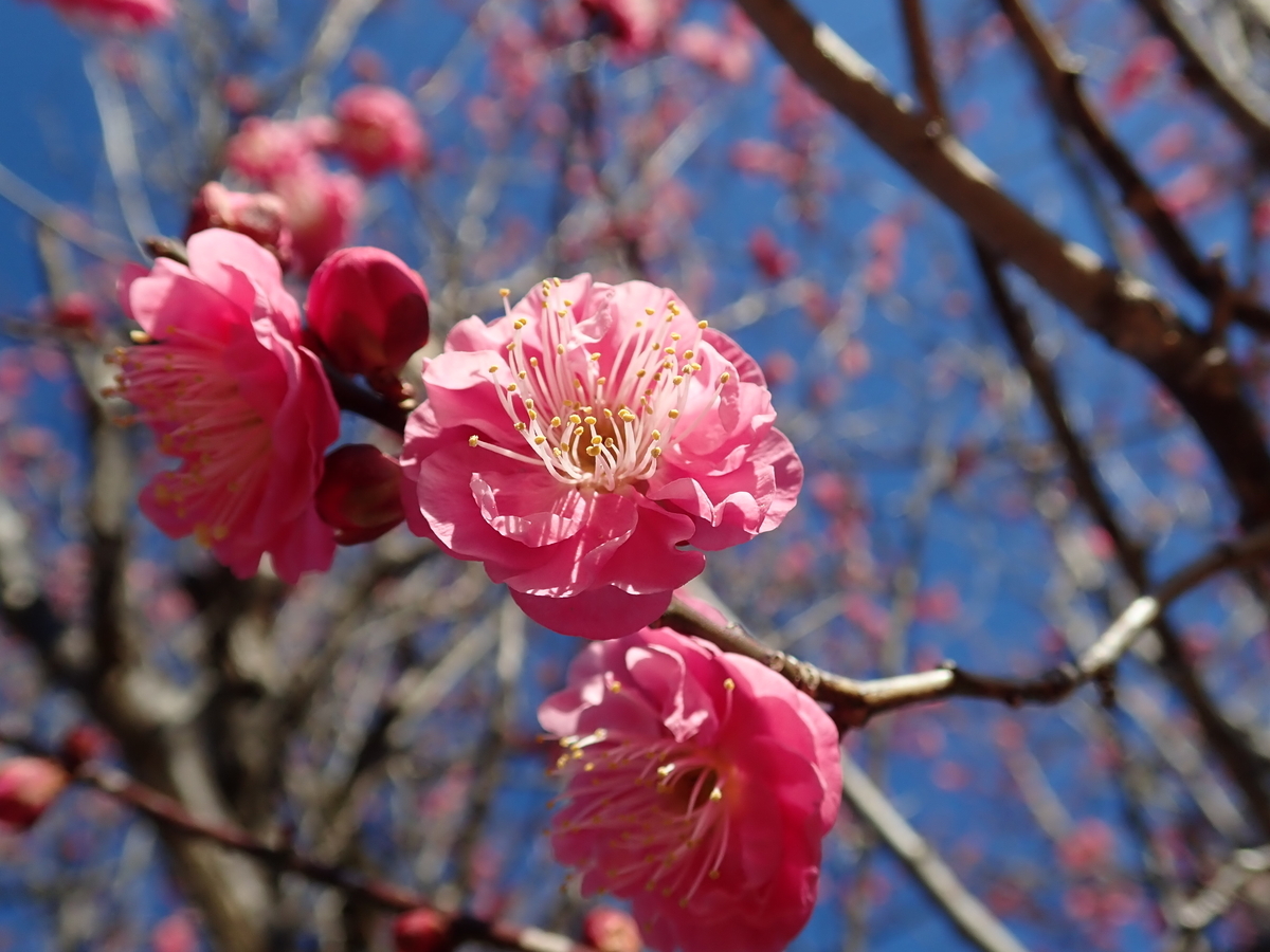 f:id:aikawa_park:20200215164552j:plain