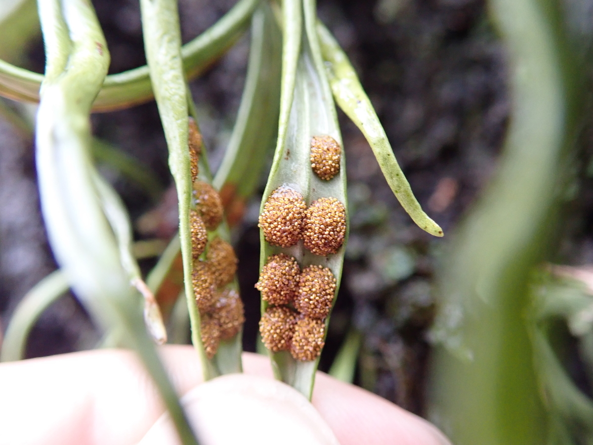 張り付く植物 ノキシノブ あいかわ公園自然観察ガイド 張り付く植物 ノキシノブ あいかわ公園自然観察ガイド