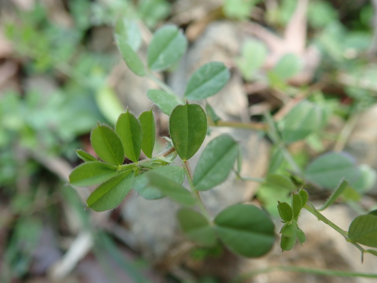 身近にある植物 カラスノエンドウ あいかわ公園自然観察ガイド