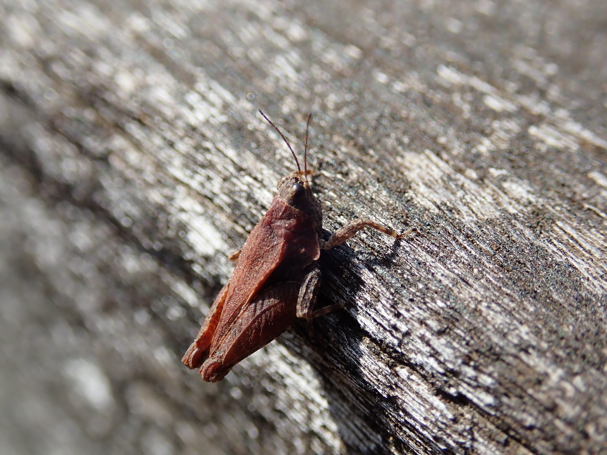 f:id:aikawa_park:20200229111513j:plain