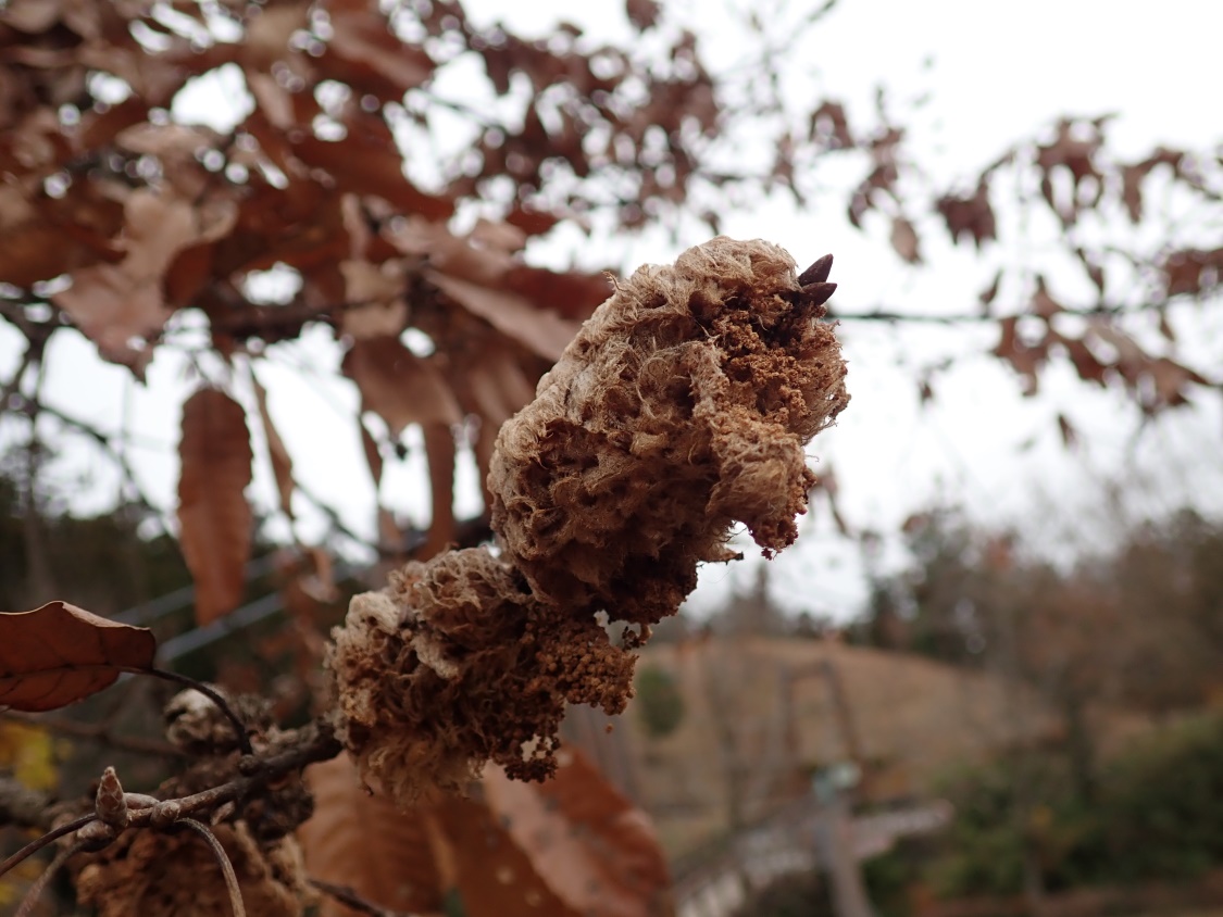 f:id:aikawa_park:20200229131319j:plain