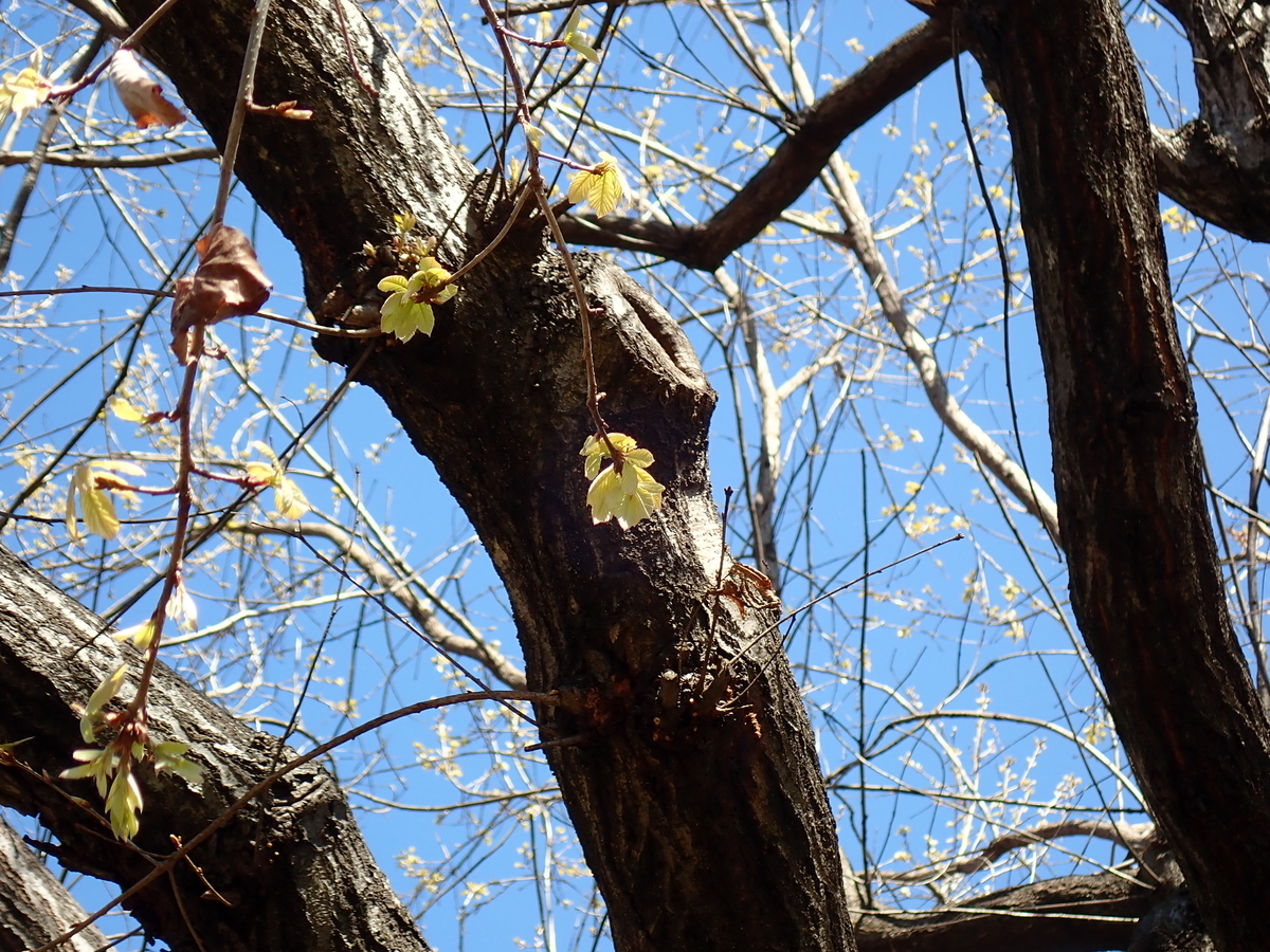 f:id:aikawa_park:20200305111001j:plain