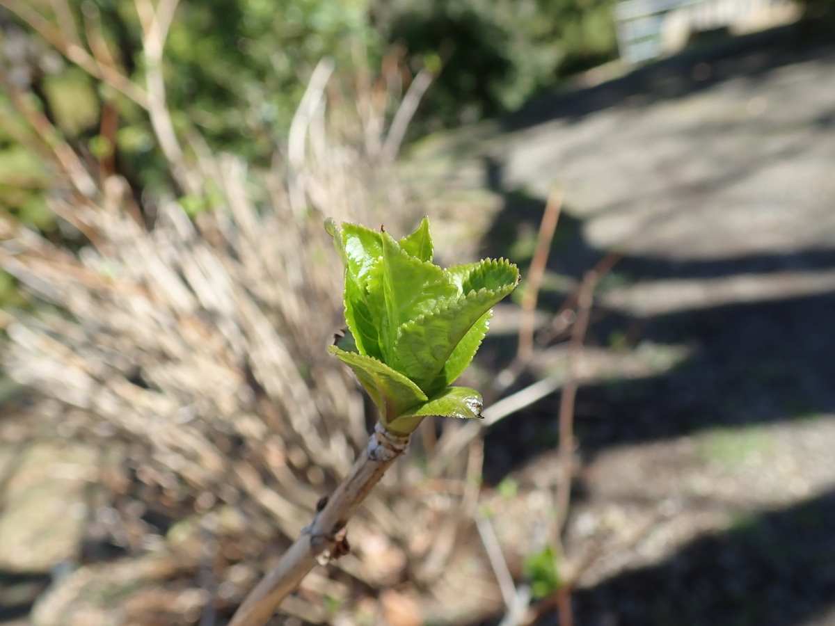 f:id:aikawa_park:20200305111113j:plain