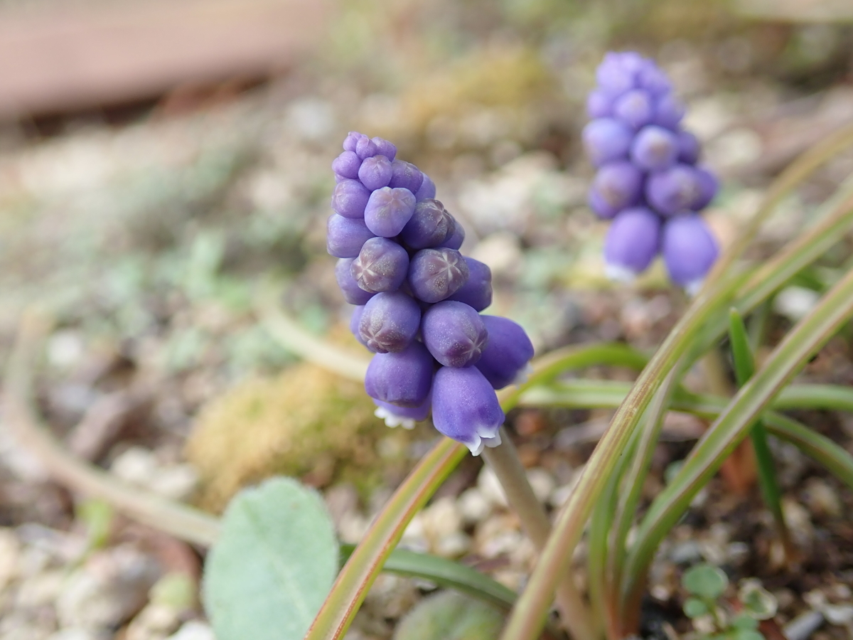 あいかわ公園 春の植物図鑑 黄と紫の花 あいかわ公園自然観察ガイド