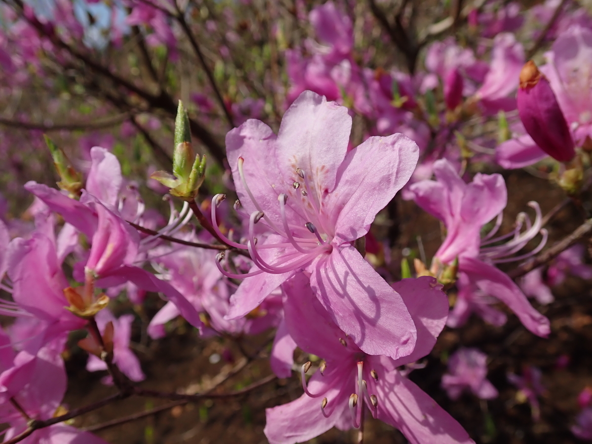 f:id:aikawa_park:20200404090640j:plain f:id:aikawa_park:20200404090640j:plain