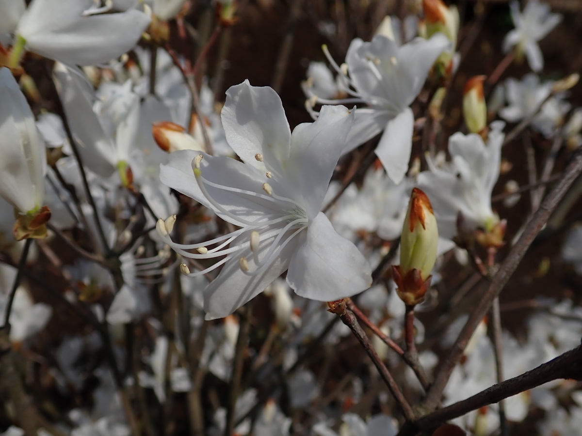 f:id:aikawa_park:20200404090722j:plain f:id:aikawa_park:20200404090722j:plain