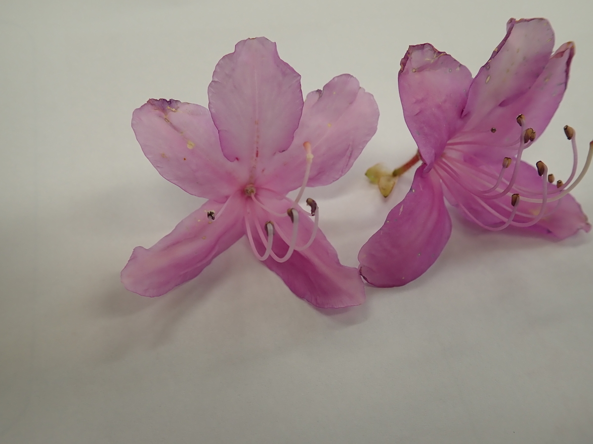 f:id:aikawa_park:20200404091145j:plain f:id:aikawa_park:20200404091145j:plain