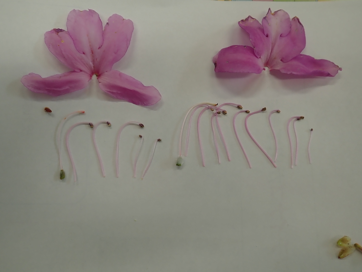 f:id:aikawa_park:20200404091500j:plain f:id:aikawa_park:20200404091500j:plain