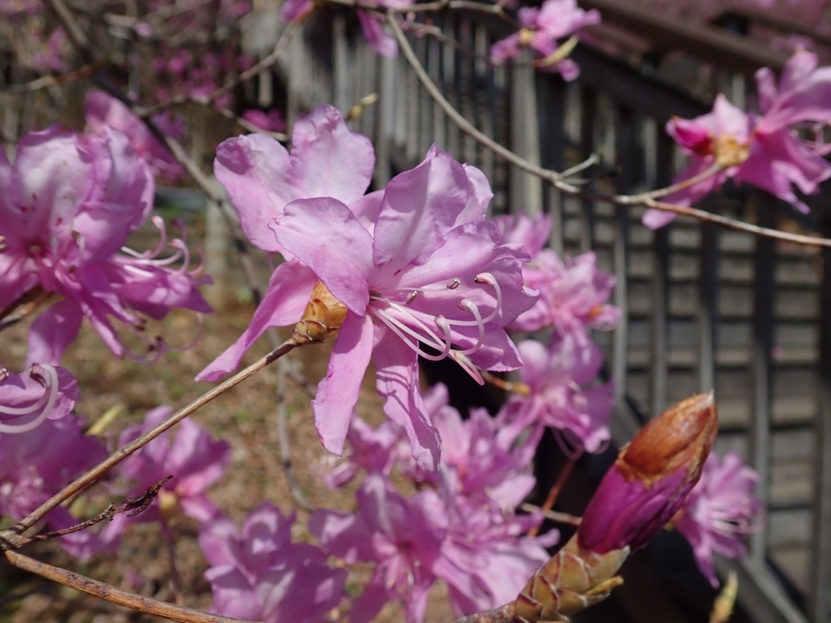 f:id:aikawa_park:20200405151637j:plain f:id:aikawa_park:20200405151637j:plain