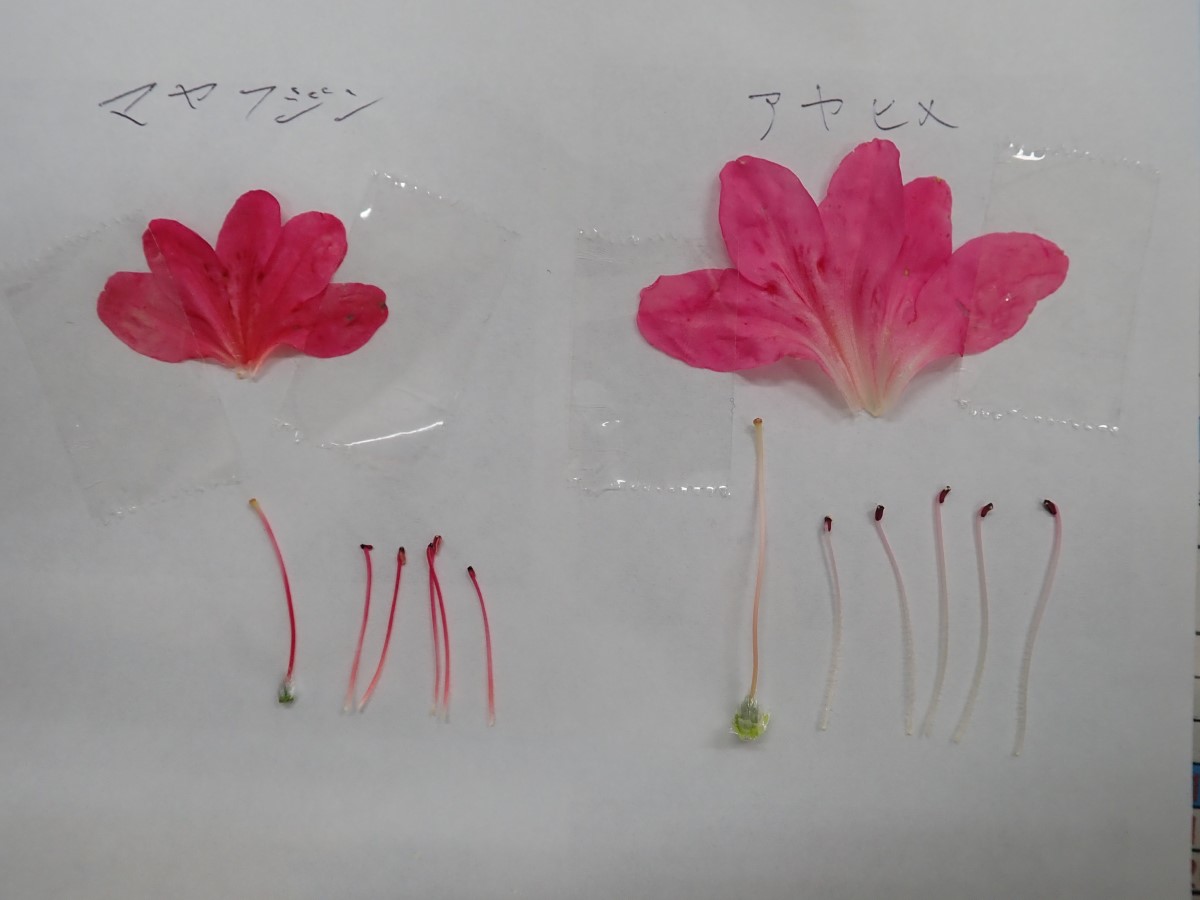 f:id:aikawa_park:20200405164249j:plain f:id:aikawa_park:20200405164249j:plain