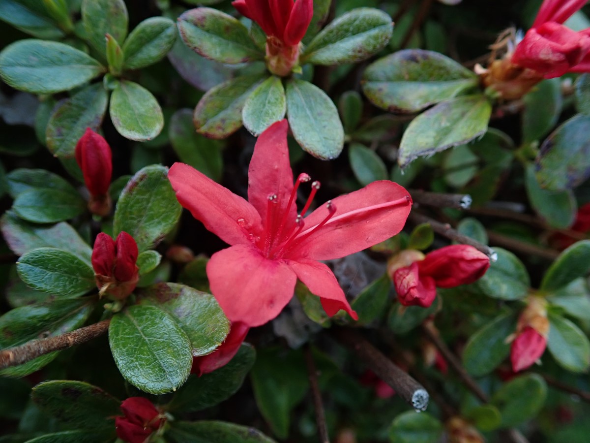 あいかわ公園 ツツジの図鑑