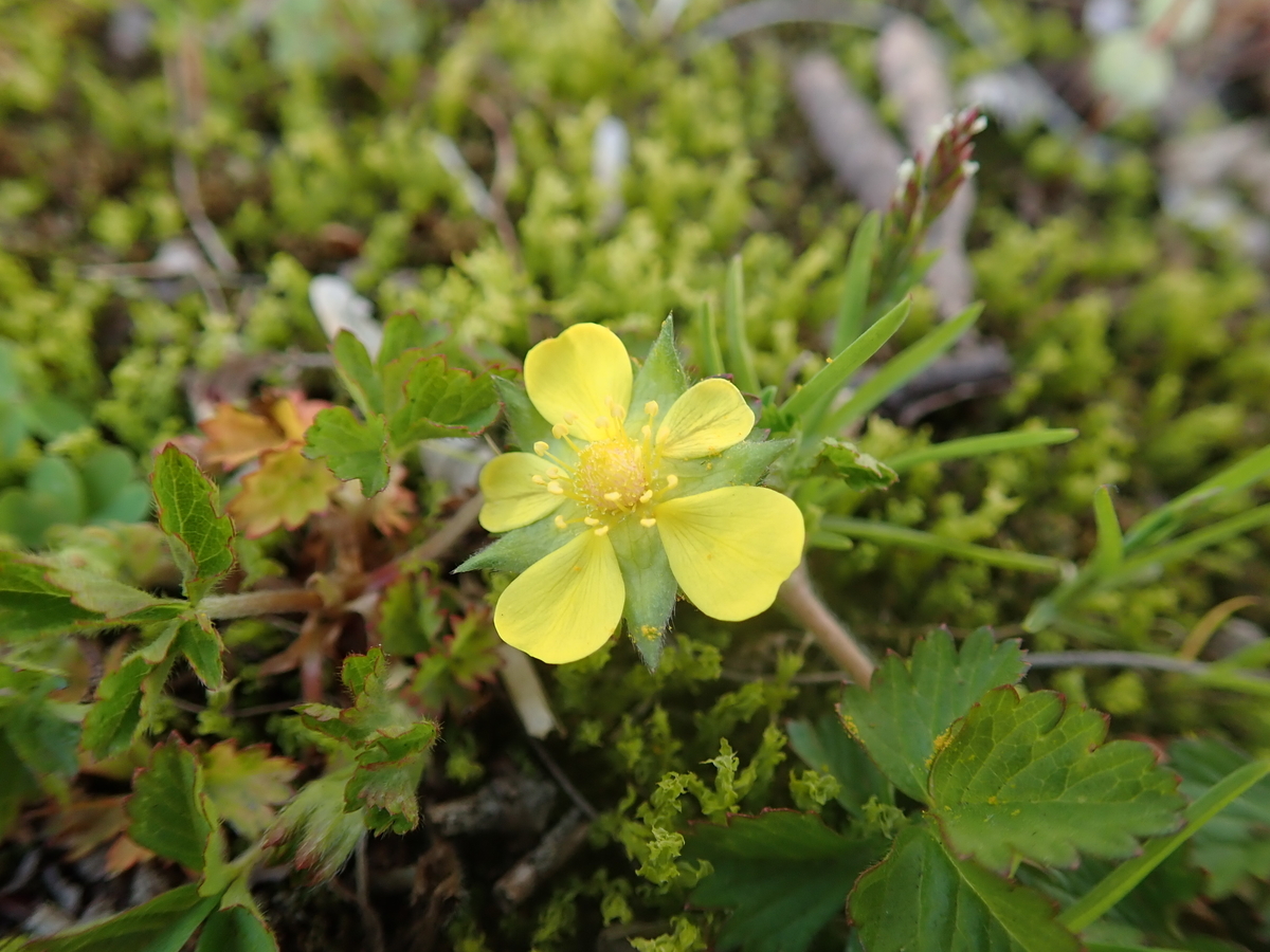 サクラのような花たち バラ科の花に見られる特徴とは あいかわ公園自然観察ガイド