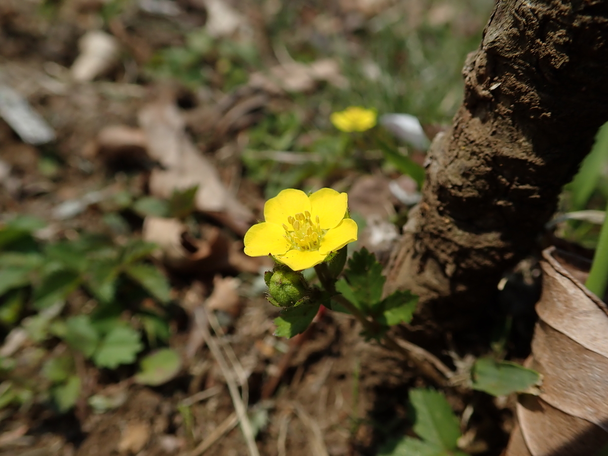 サクラのような花たち バラ科の花に見られる特徴とは あいかわ公園自然観察ガイド