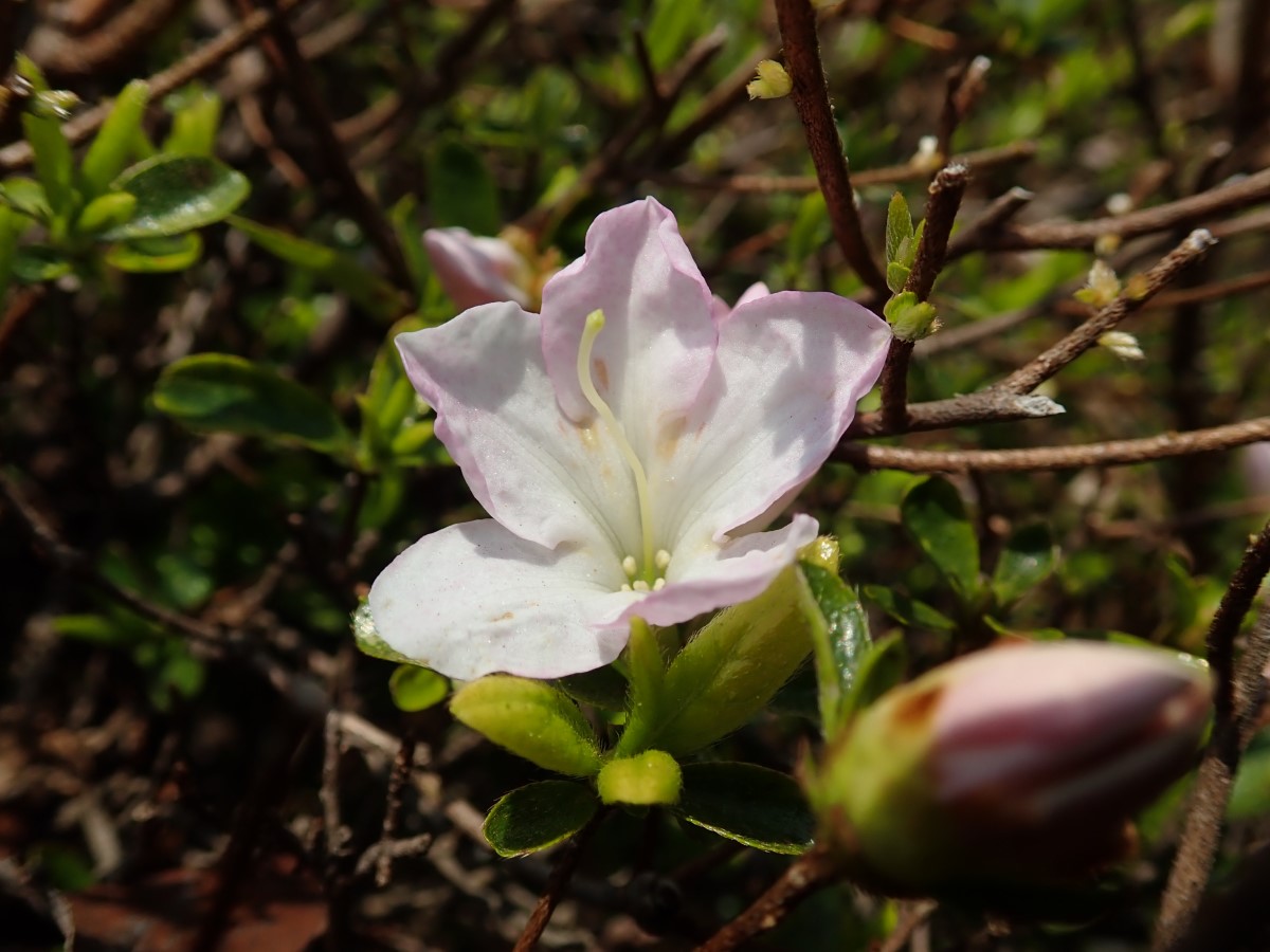 f:id:aikawa_park:20200408122933j:plain f:id:aikawa_park:20200408122933j:plain