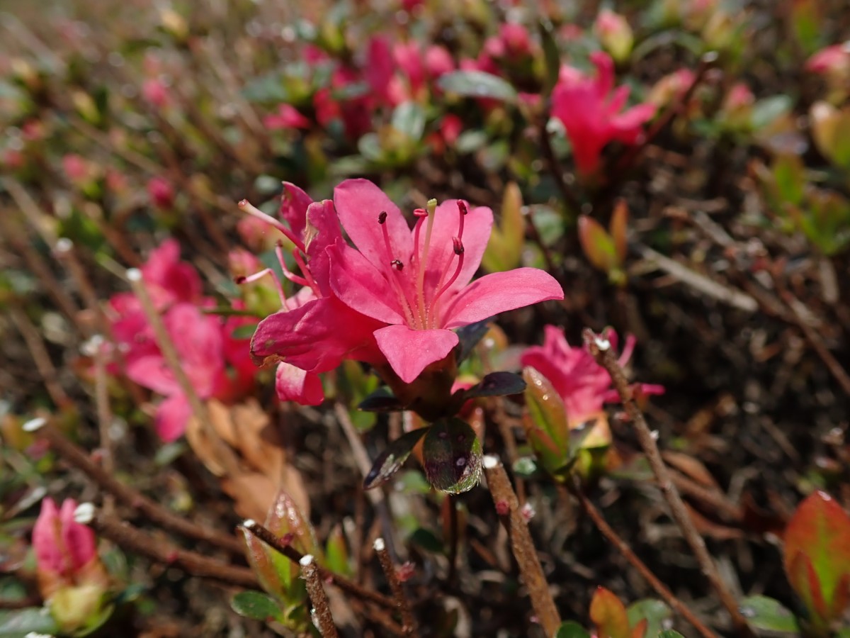 f:id:aikawa_park:20200408123842j:plain f:id:aikawa_park:20200408123842j:plain