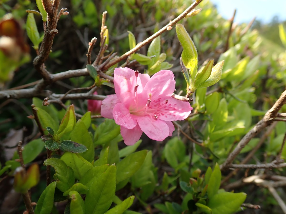 f:id:aikawa_park:20200408124328j:plain f:id:aikawa_park:20200408124328j:plain
