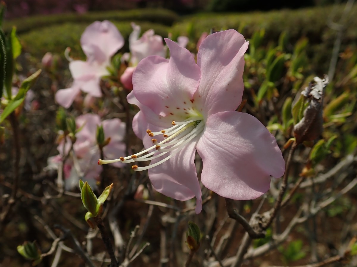 f:id:aikawa_park:20200408125145j:plain f:id:aikawa_park:20200408125145j:plain