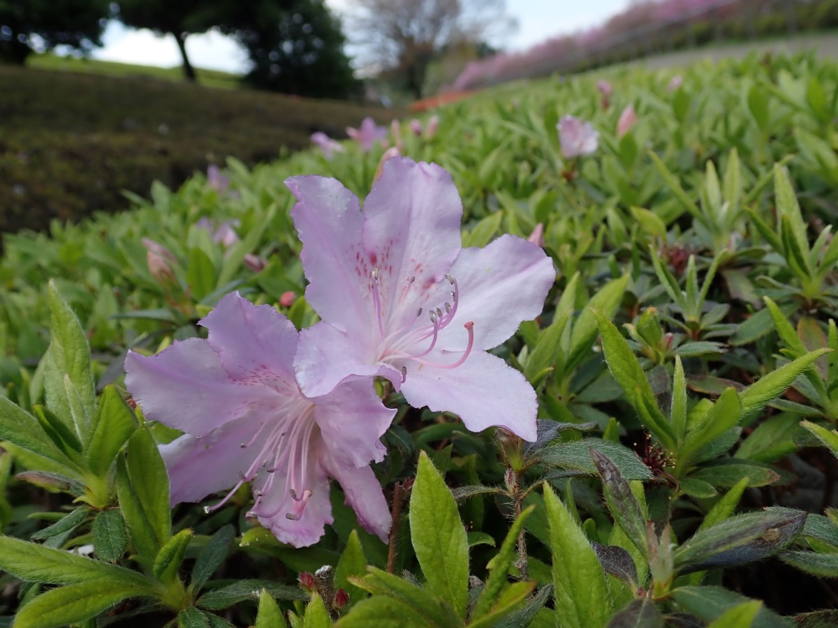 f:id:aikawa_park:20200408132250j:plain f:id:aikawa_park:20200408132250j:plain