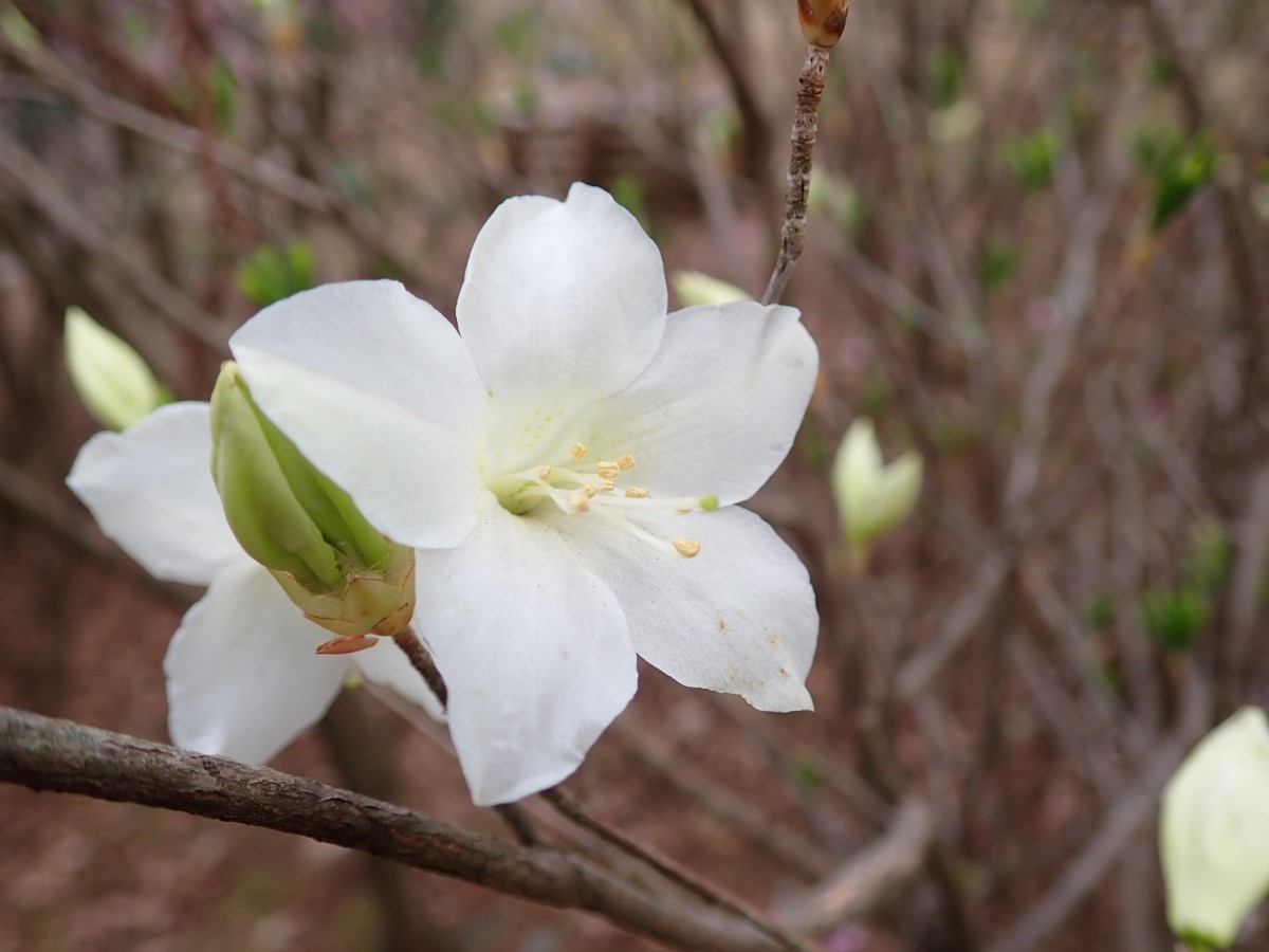 f:id:aikawa_park:20200408153226j:plain